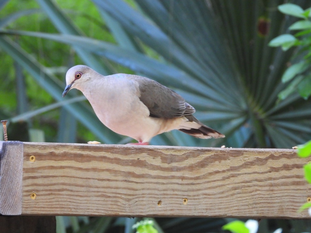 Whitetipped Dove Gallery McCuration