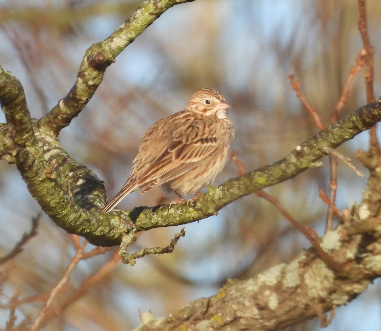 Vesper Sparrow Gallery – McCuration